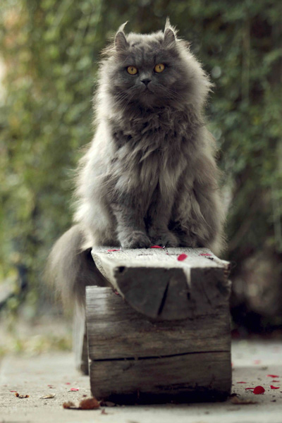 Anmutige Katze auf einer Bank